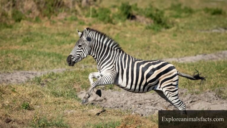 animals that gallop