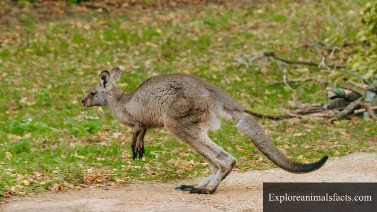 animals with big feet