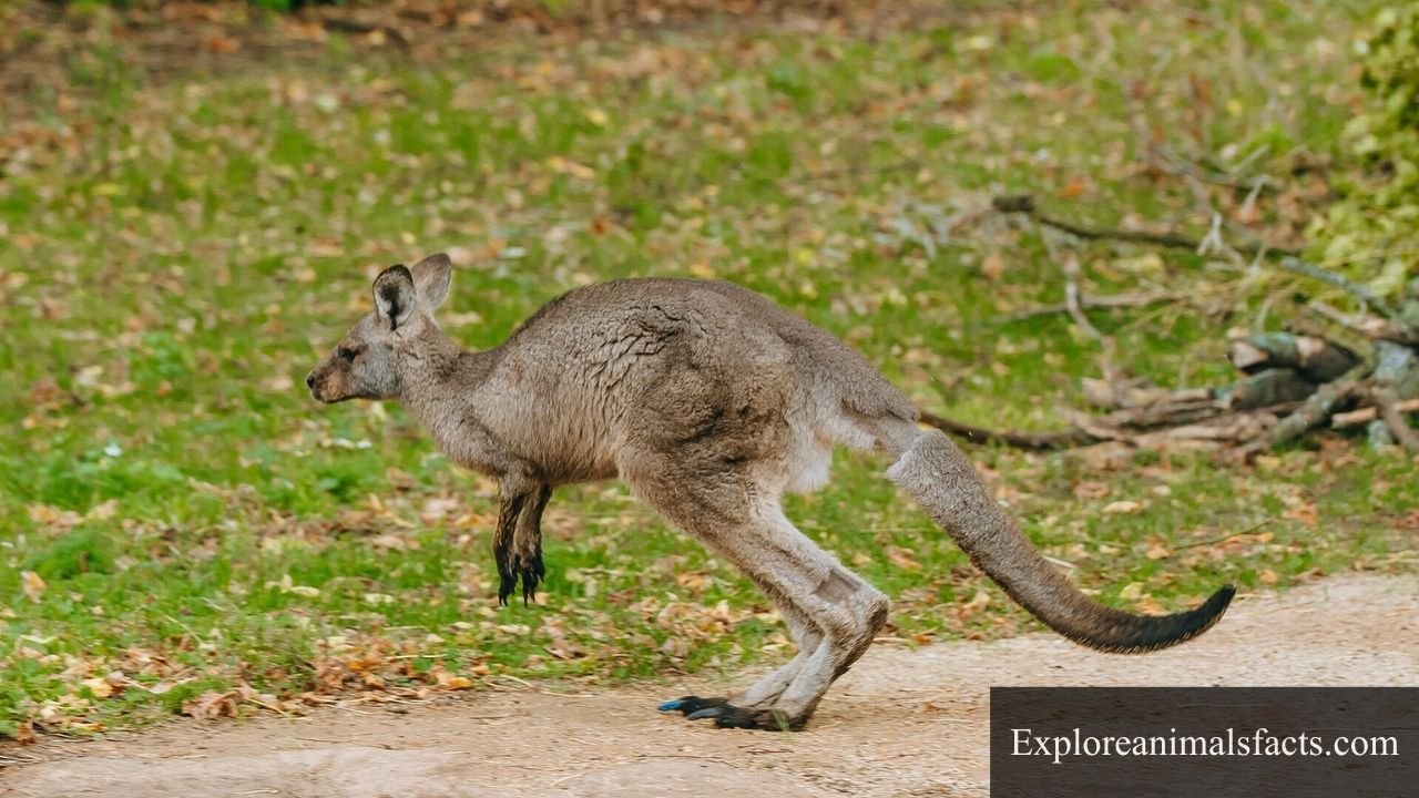 animals with big feet