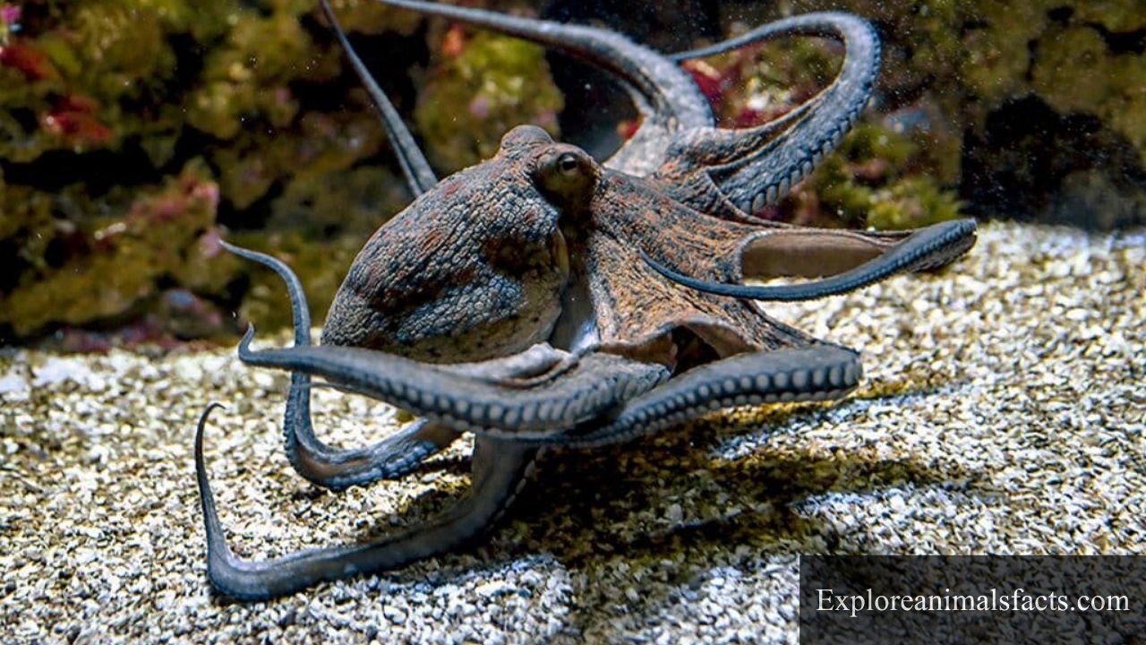 Flexible Animals in The World