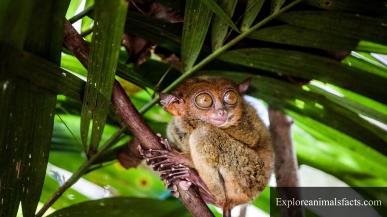 Shy Animals in The World