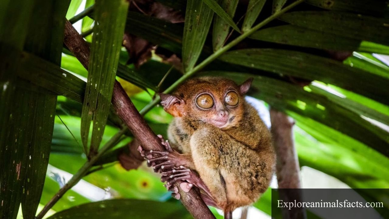 Shy Animals in The World