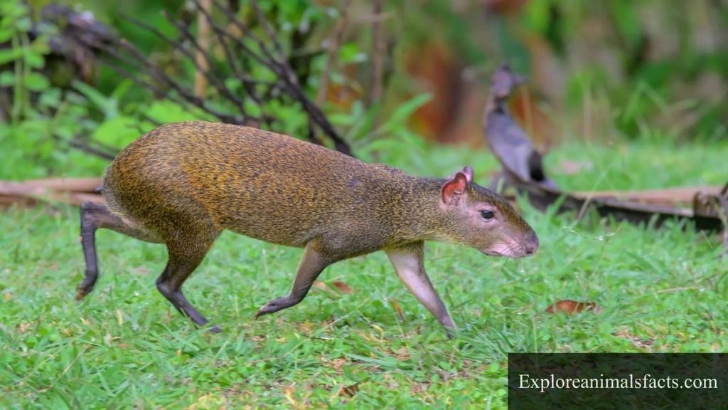 squirrel like animals