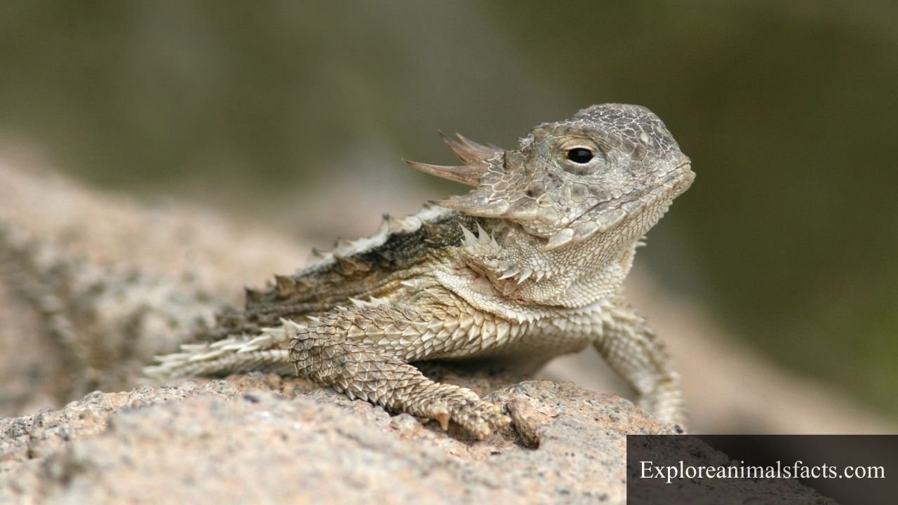 Animals That Eat Ants