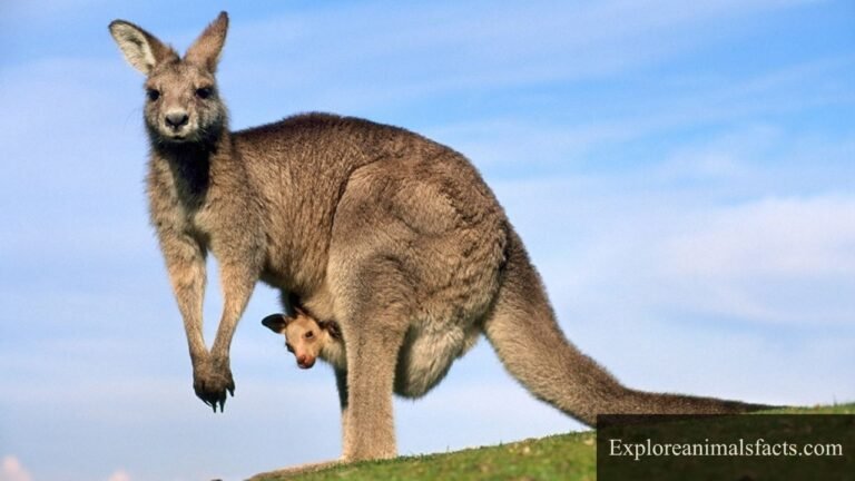 Animals With Pouches