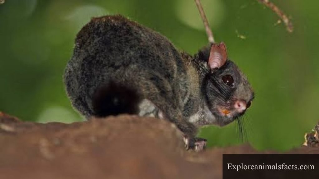 animals that look like squirrels