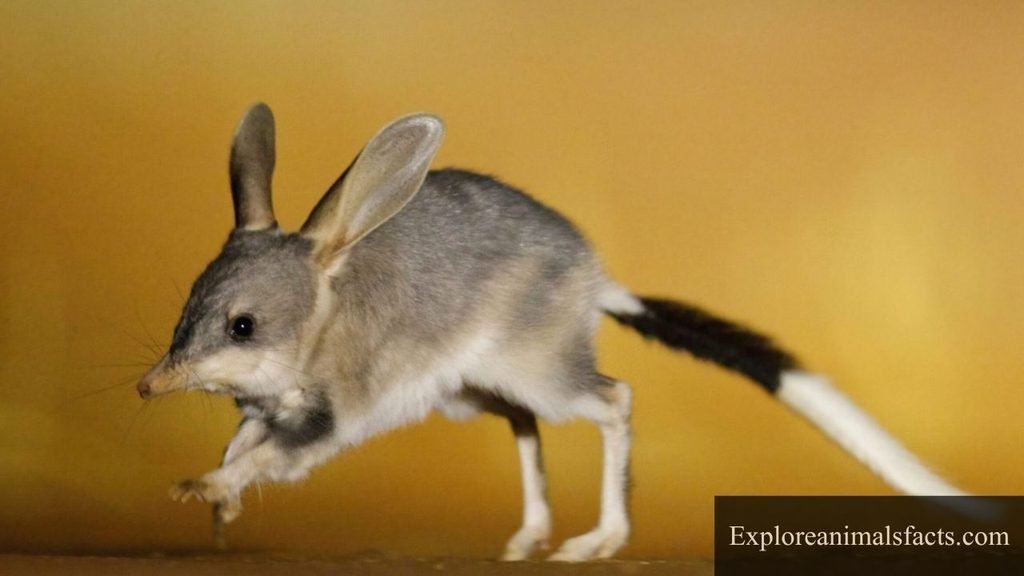 pouch animals