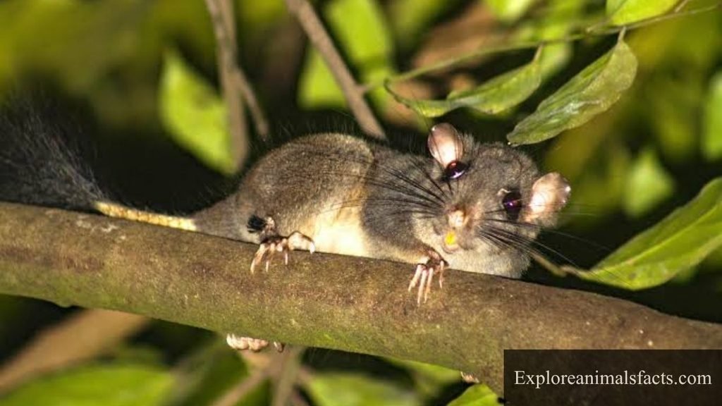 animal that looks like squirrel