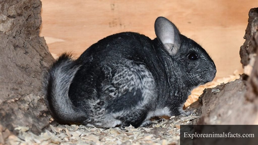animals that look like squirrels but aren't