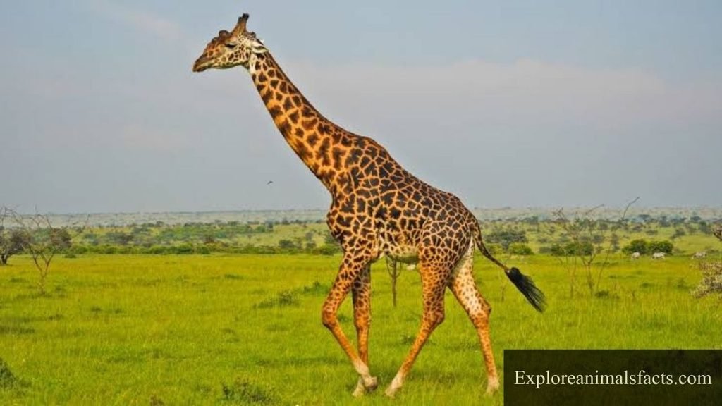 spotted animals list