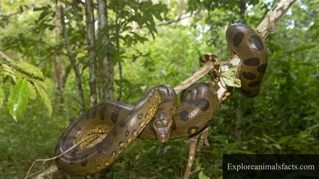 predators of monkeys