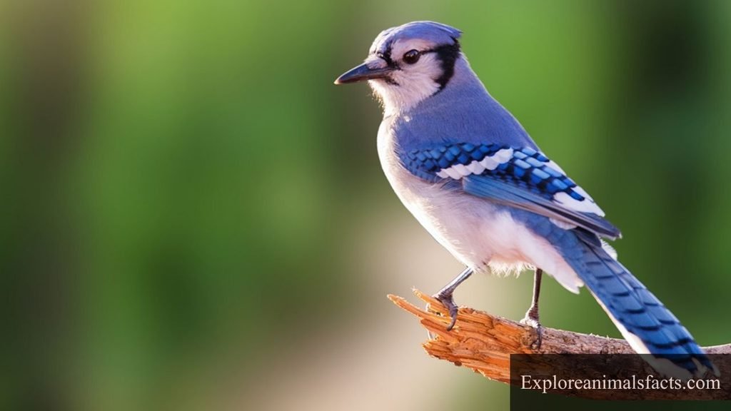 which is the most intelligent bird