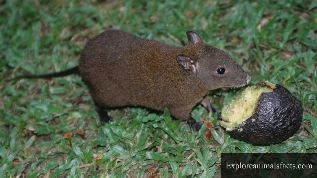 pouched mammals