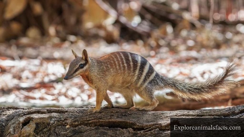 animal that eat ants