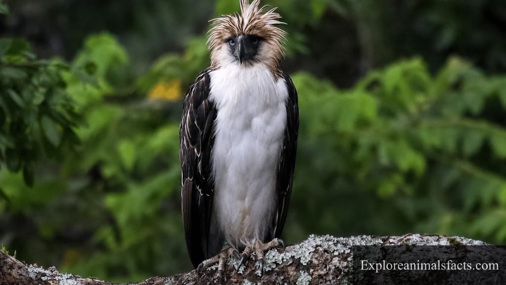 what are monkeys predators