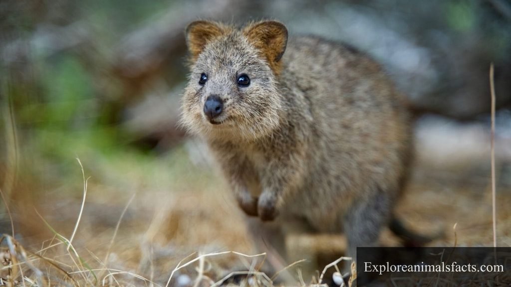 animals with a pouch