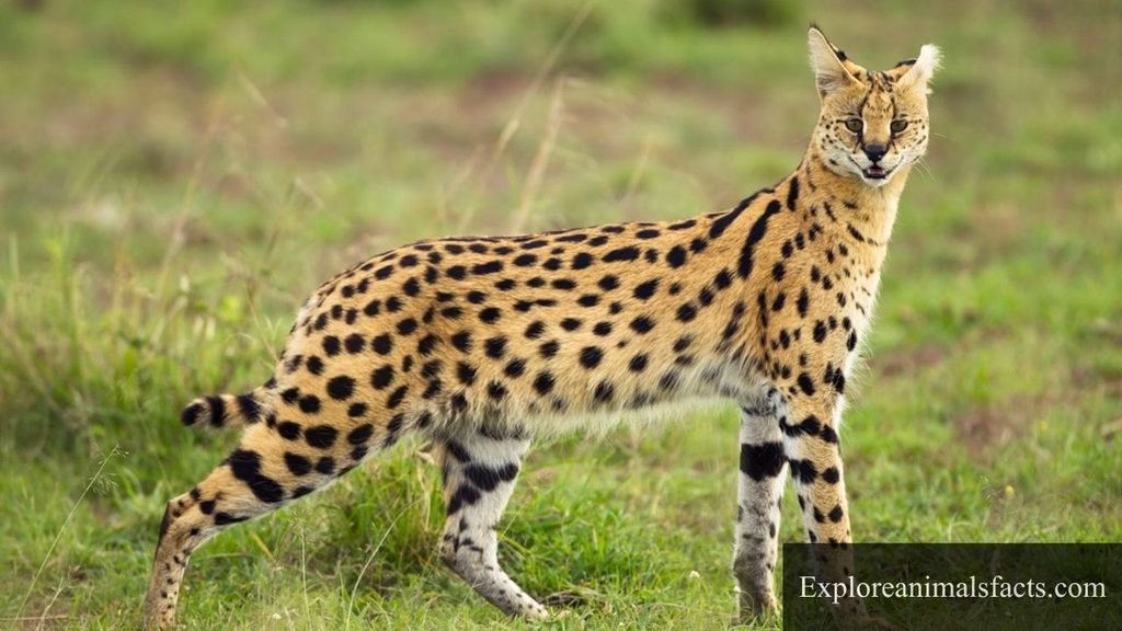 spotted animals