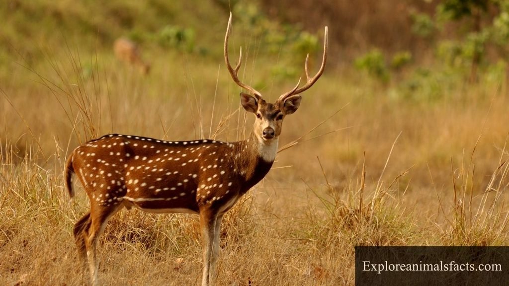 spotted animal