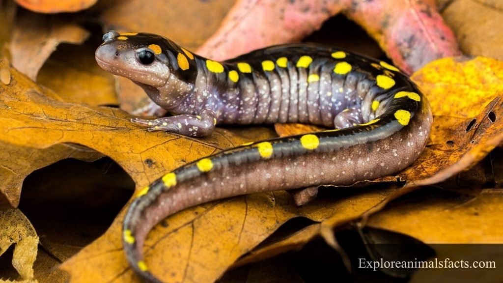 animals with spots