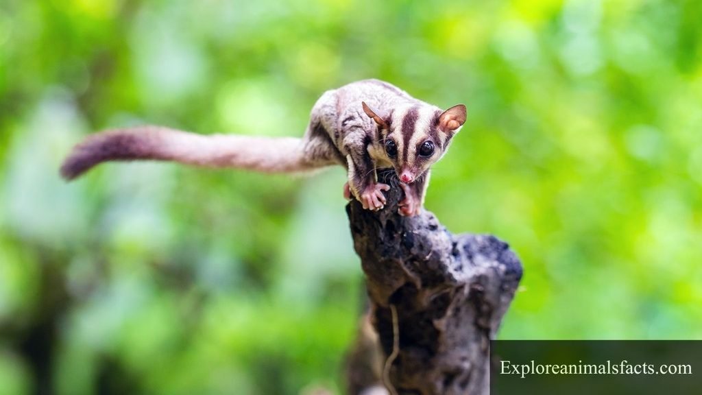 animals that look like squirrels but smaller

