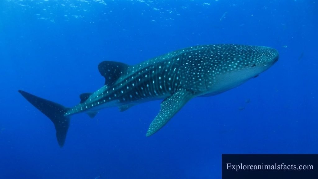 animal with spots