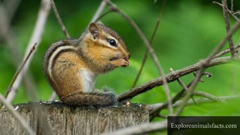 animals that look like squirrels