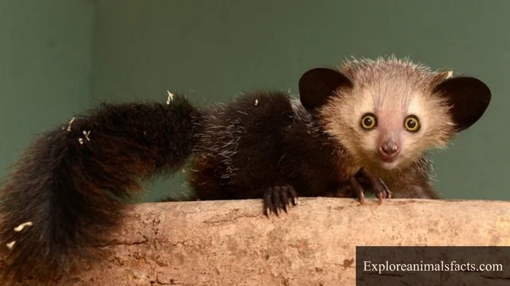 animals that like to eat coconut