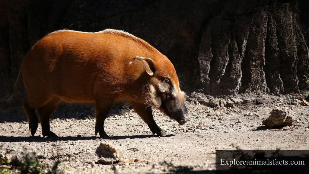 which animal eats coconuts