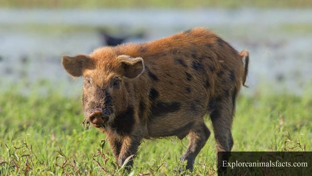 what animals like to eat coconut